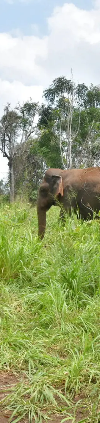 Safari in Sri Lanka
